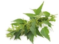 Brandnetel extract
